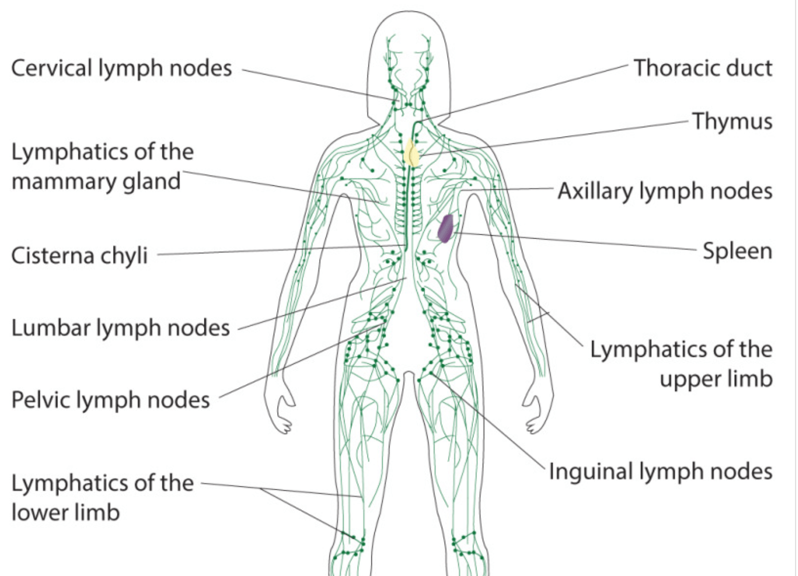 Anatomy Abdomen And Pelvis Lymphatic Drainage Canada Health Alliance