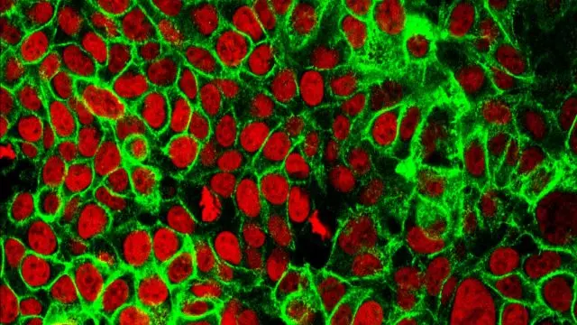a close up of a red and green substance